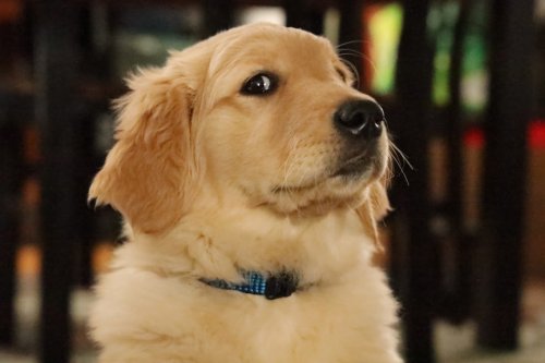 19 Dog Behaviors That Mean “I Love You” More Than Words Could