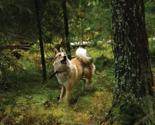 These are the most underrated hunting dog breeds