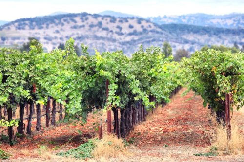 Your Guide to Wine Tasting in California