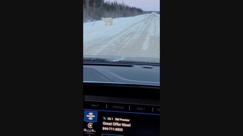 'OMG!': Polar Bear Spotted Crossing Highway in North Manitoba