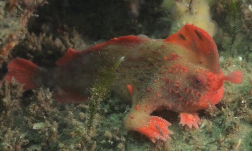 Tasmania: new find of extremely rare red handfish doubles population to 80