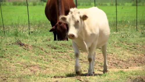 South Africa: Foot, mouth disease outbreaks in S. Africa threaten beef export