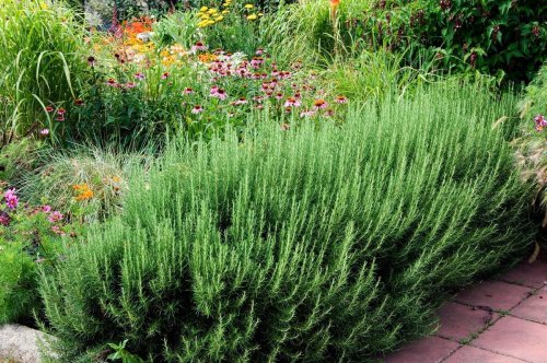 Everything you need to know about growing rosemary