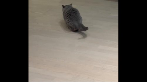 China: The Russian Blue Flies Out to Fetch Rubber Band
