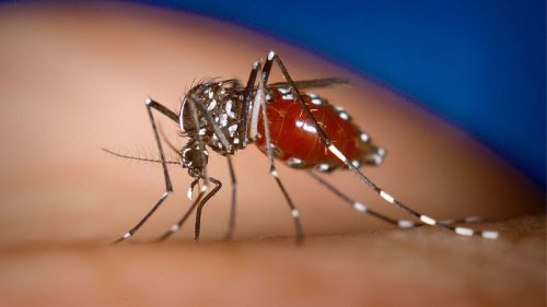 Scientists have developed a super repellent that can stop 99% of mosquitos from biting your skin