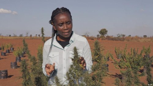 How Malawi is making hemp the top crop of the future