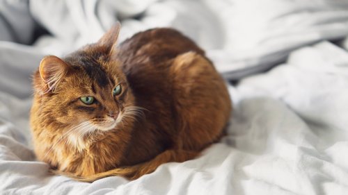 Why do cats loaf? Vet reveals the sweet reason behind this feline phenomenon