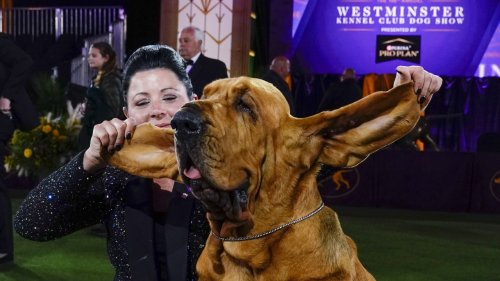 Trumpet Becomes First Bloodhound To Win Westminister Dog Show