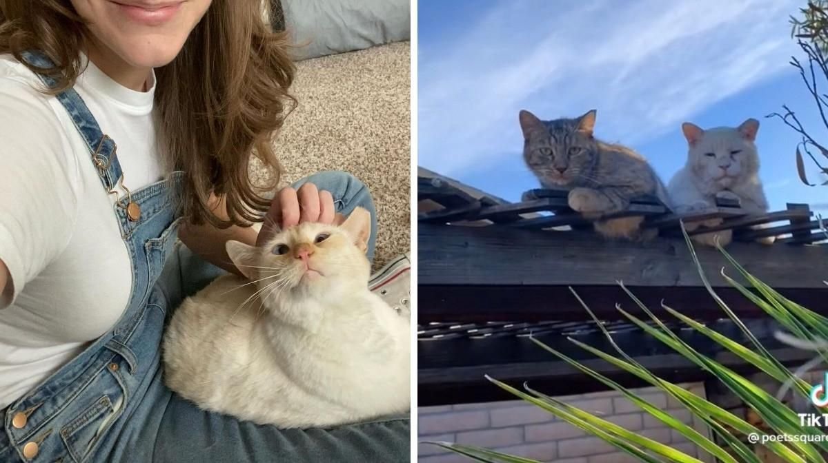 An Arizona Woman Unknowingly Rented A House With A Feral Cat Colony