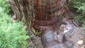 This Alerce Tree in Chile Could Be the World’s Oldest Still Living