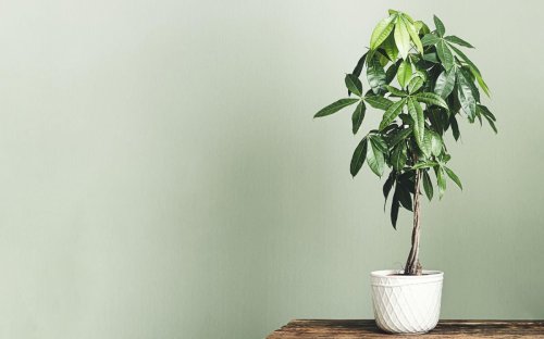 Trouble with your plants? Here's what you should do