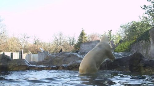 Melting Ice Threatens Survival of Iconic Arctic Bear Species in Vienna, Austria