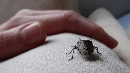 The Kitchen Ingredient That Doubles As A Powerful Stink Bug Repellent