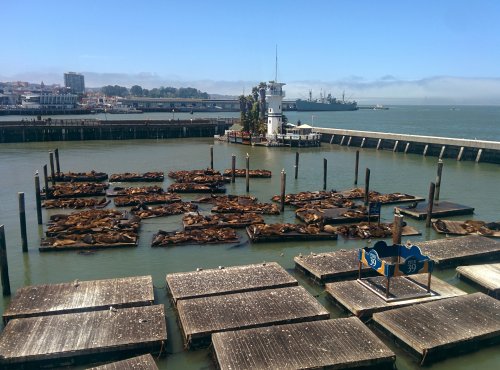 The sea lions at Pier 39