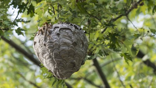 What To Do If You Have A Hornets' Nest Around Your Lawn 