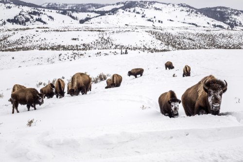 Yellowstone bison species decision questioned by US judge