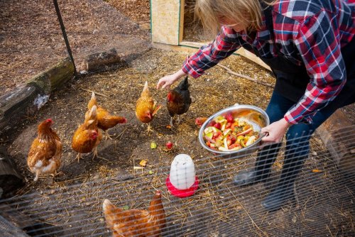 11 Essentials for Raising Backyard Chickens