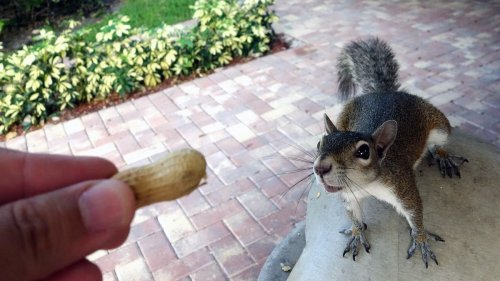 The Great Squirrel Debate: To Feed or Not to Feed?