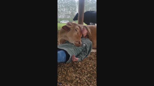 'Cow Cuddle Therapy': Woman Enjoys a Gentle Moment at Sanctuary