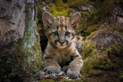 Listen up if you want to hear the most adorable baby mountain lion noise ever