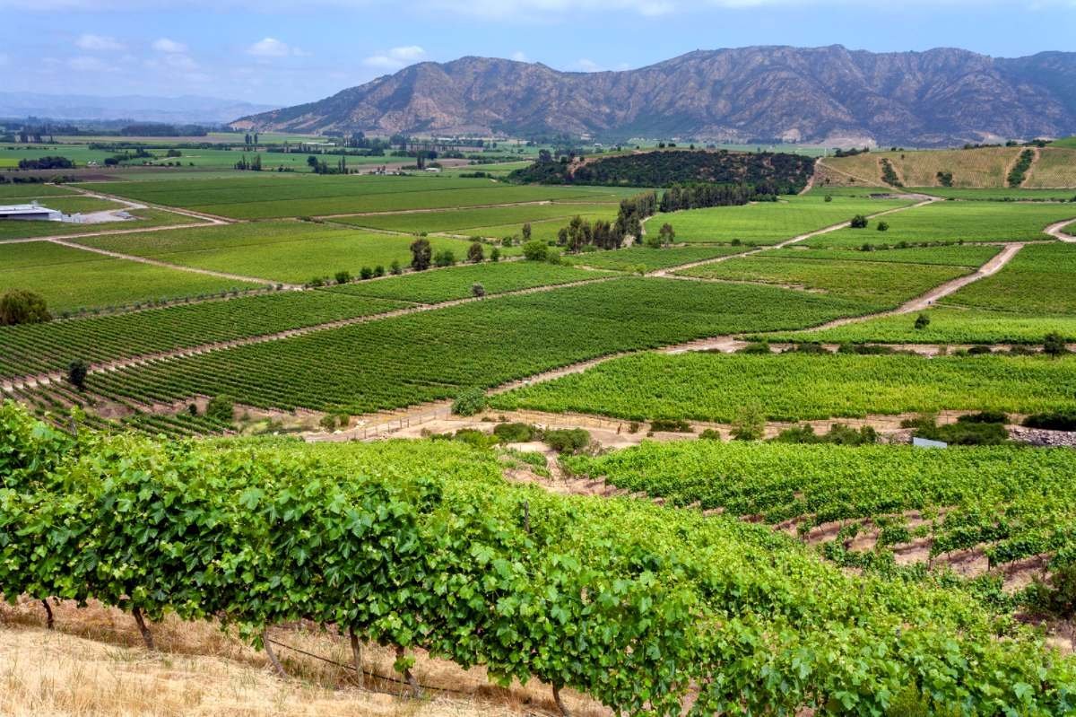 Sip, Savor, and Sightsee: These Wine Regions Are the Perfect Destination for You