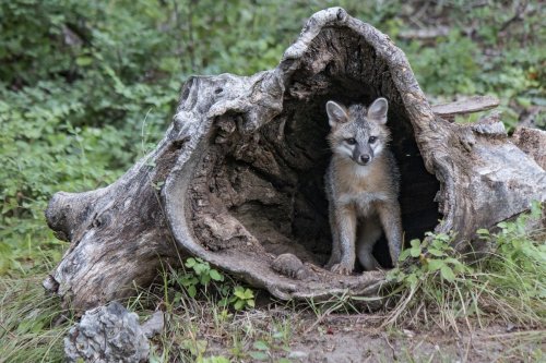 What do foxes do for fun when no one's watching? This trail cam caught it all