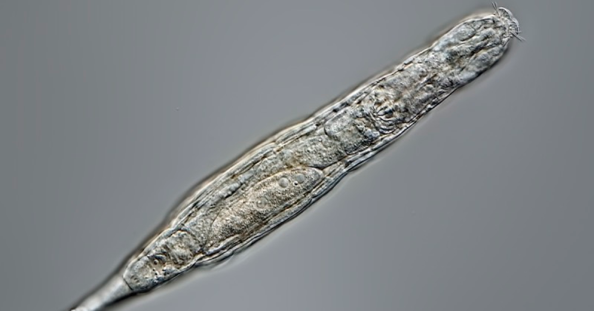 Bringing ancient microbes back to life