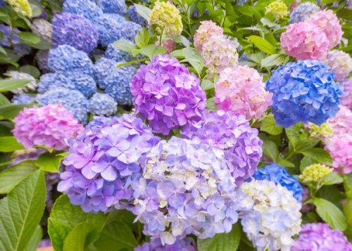 Tokyo's Fantastic Summer Flora is Right out of a Dream