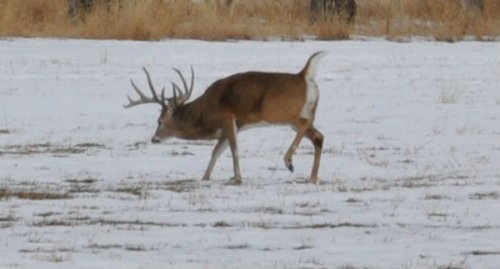 Late season hunting tips that can fill your freezer