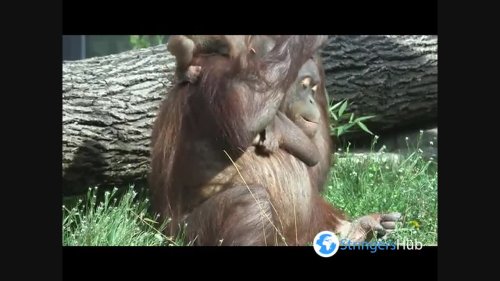 ORANGUT-AHHH-N: Adorable Baby Ape's Day Out With Mum