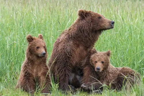 This adorable bear family crossing in Wyoming is melting hearts 