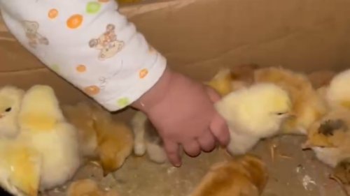 Cute toddler tries to eat an equally cute chick live *Hilarious Toddler Antics*