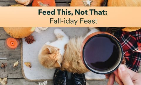 Feed This, Not That: Pet-Safe Swaps for Your Fall Favorite Foods