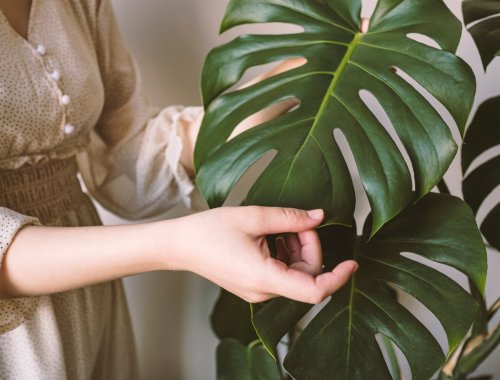 5 BIG LEAF PLANTS THAT WILL STAND OUT IN YOUR HOME