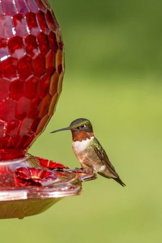 How to Keep Wasps Away From Hummingbird Feeders