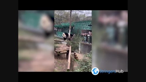 Panda Twerks Off Itchy Backside In Nanjing, Jiangsu, China