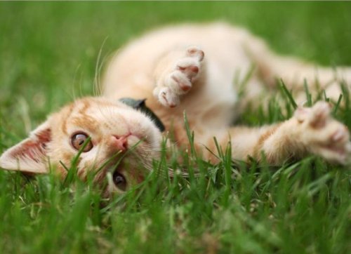 Flea & Tick Guide for Cats