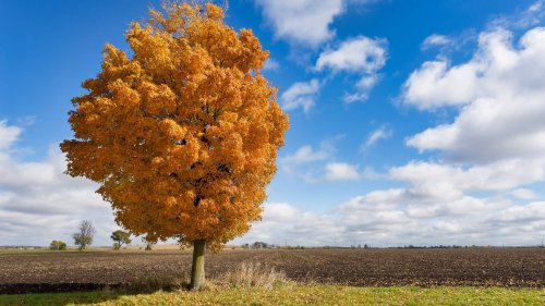 Tips for fall color photography
