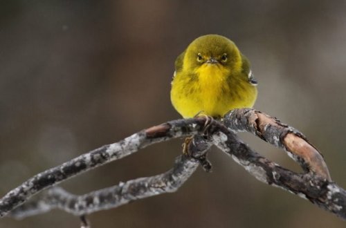 11 Grumpy Bird Pictures to Turn Your Frown Upside-Down