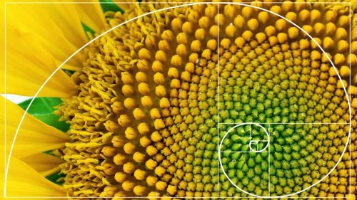 How Are Fibonacci Numbers Expressed in Nature? — Plus More Math Concepts