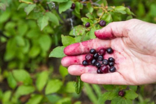 Get Hooked on Huckleberries: Summer's Must-Try Obsession