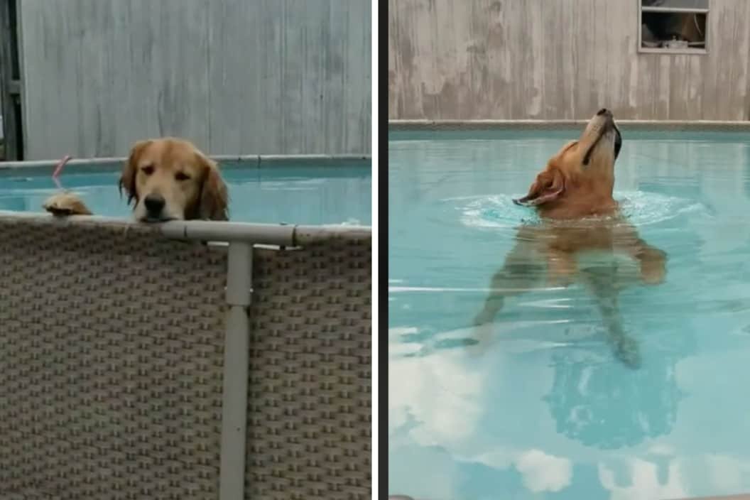 Duke the Golden Retriever Caught Sneaking Into the Pool | Flipboard