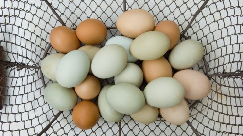 The Difference Between Cage Free And Free Range Eggs