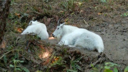 Nearly Half of All Animals and More than a Third of All Plant Life Under Threat of Extinction in U.S.