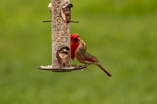Every Type of Bird Feeder You Should Have In Your Yard