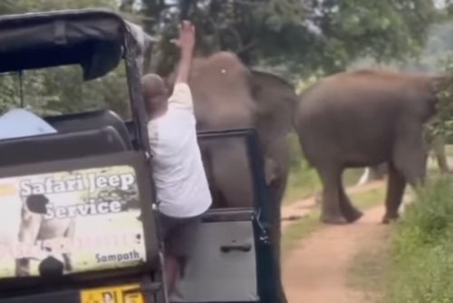 This safari guide knew exactly what to do when an elephant charged at him