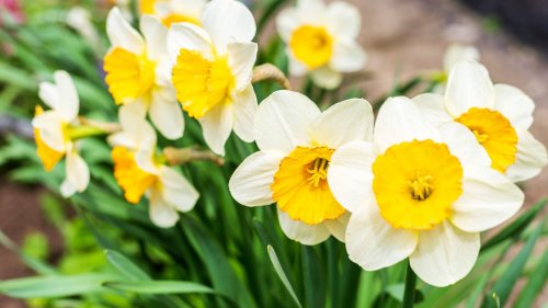 Mistakes Everyone Makes When Planting Daffodils