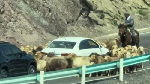 Bizarre moment flock of sheep block road by circling stationary car