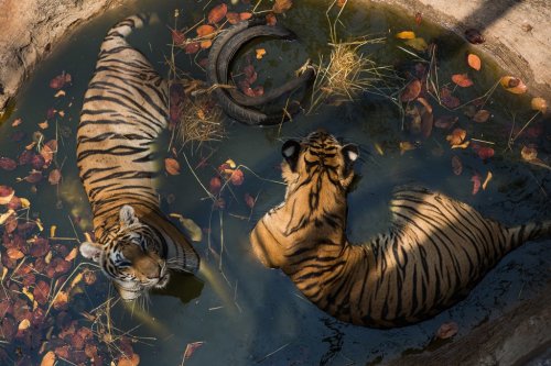 Thai Officials Battle Buddhist Monks Over Tigers’ Fate (Published 2016)