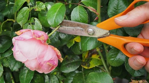 How Deadheading Helps Flowering Plants Flourish — Plus More Gardening Tips